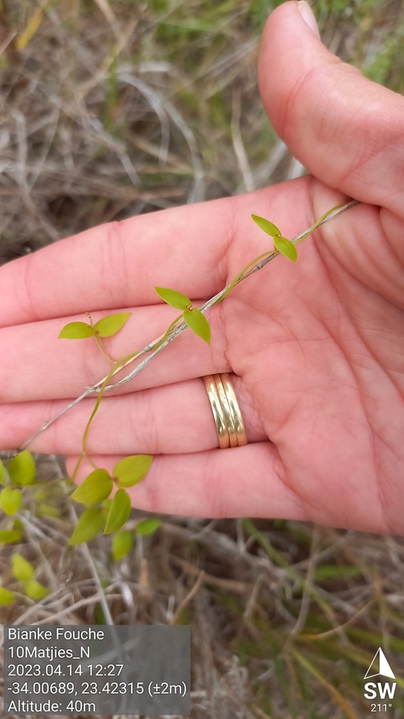Asparagus volubilis