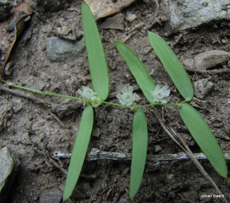 Asparagus volubilis photo 2