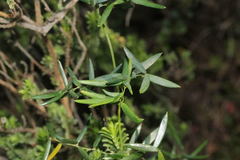 Asparagus volubilis photo 3