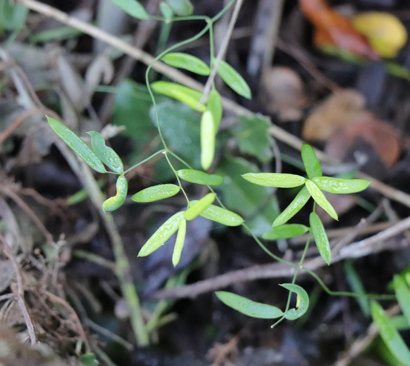 Asparagus volubilis photo 4