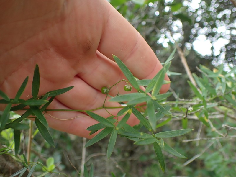 Asparagus volubilis photo 5