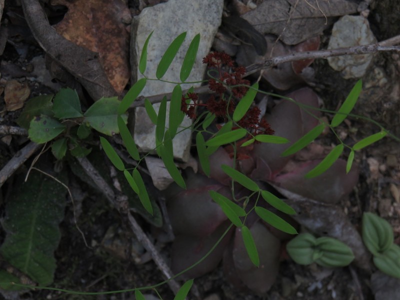 Asparagus volubilis photo 6