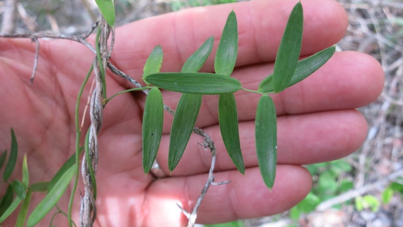 Asparagus volubilis photo 7