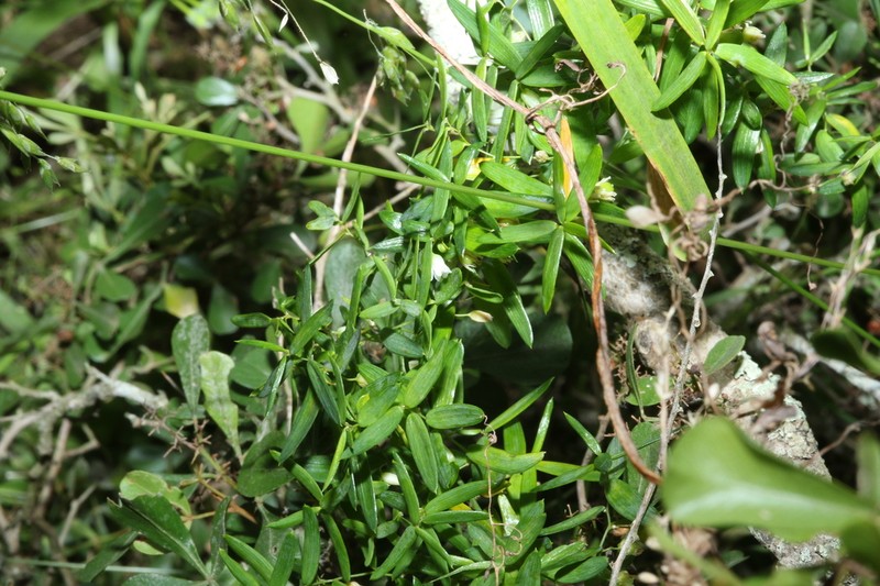 Asparagus volubilis photo 8