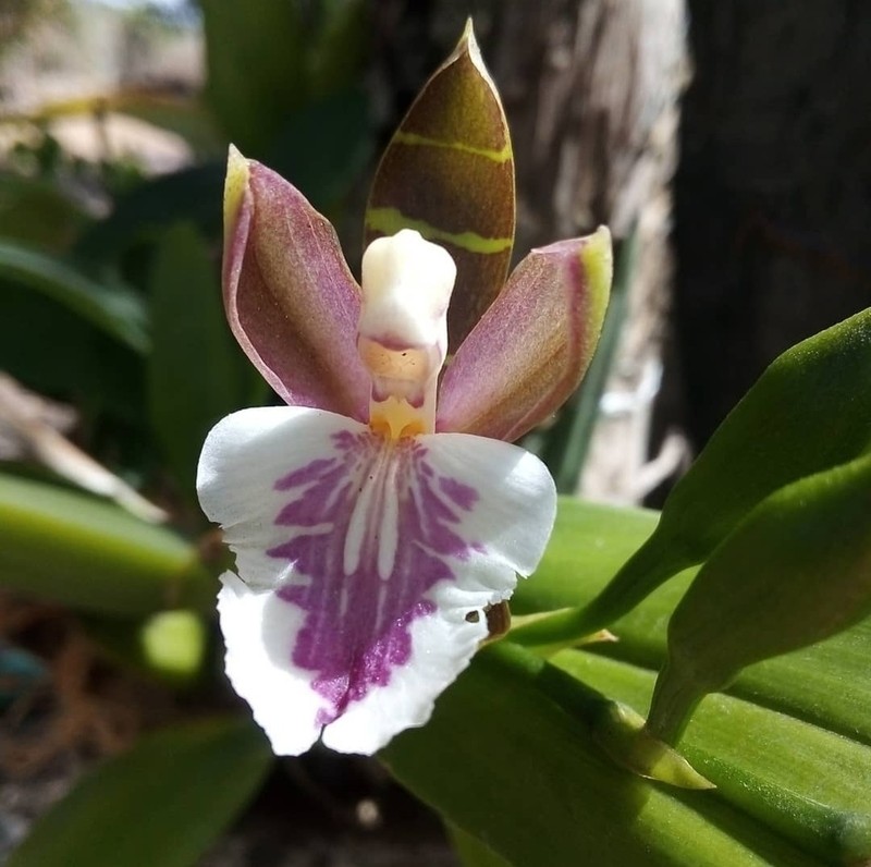 Aspasia epidendroides