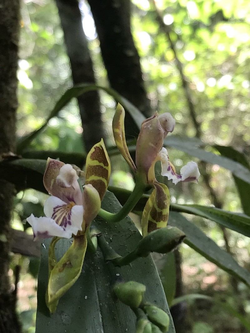 Aspasia epidendroides photo 2
