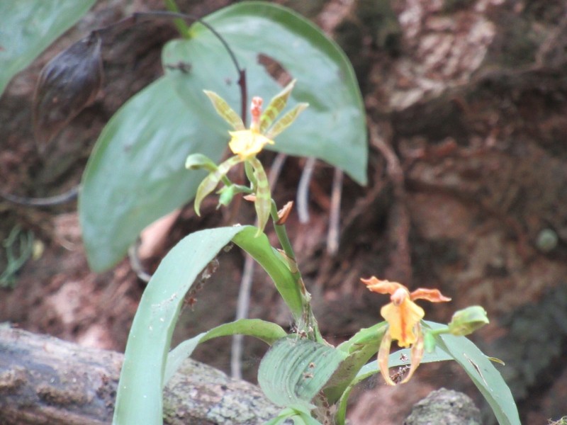 Aspasia epidendroides photo 3