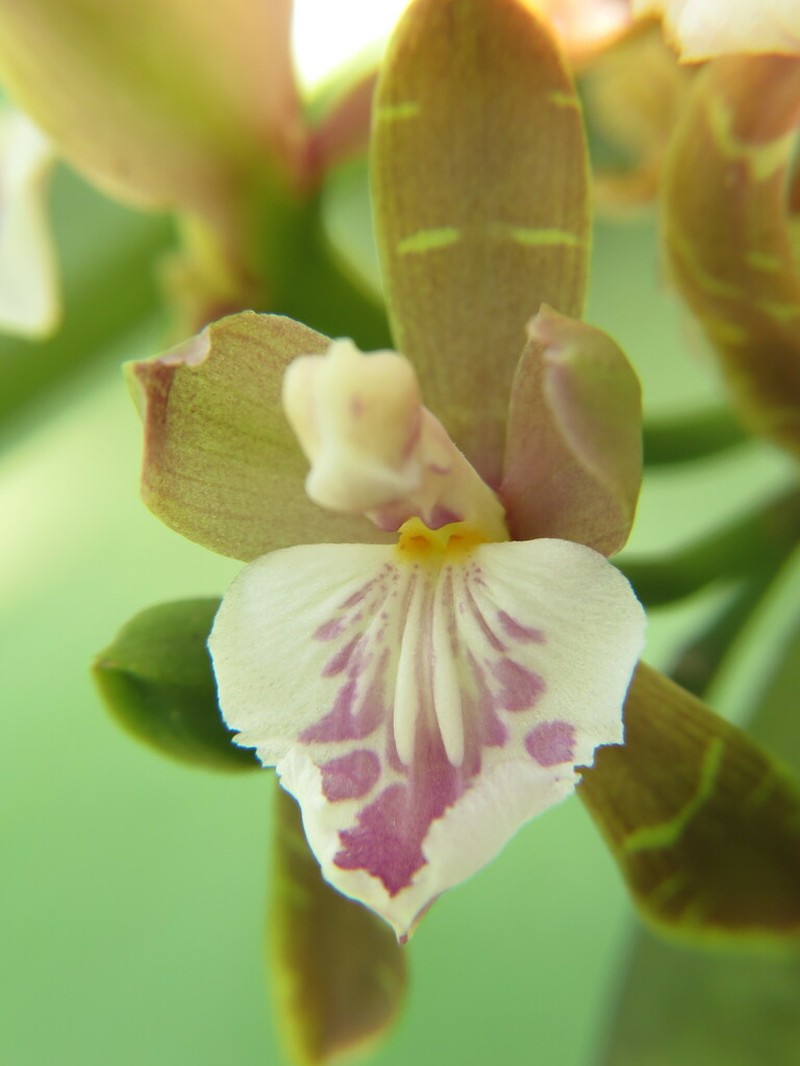 Aspasia epidendroides photo 4