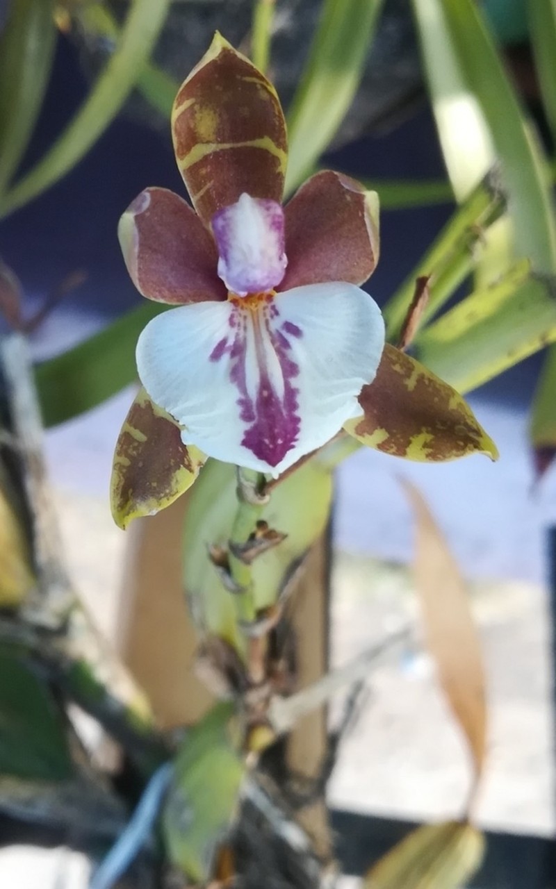 Aspasia epidendroides photo 5