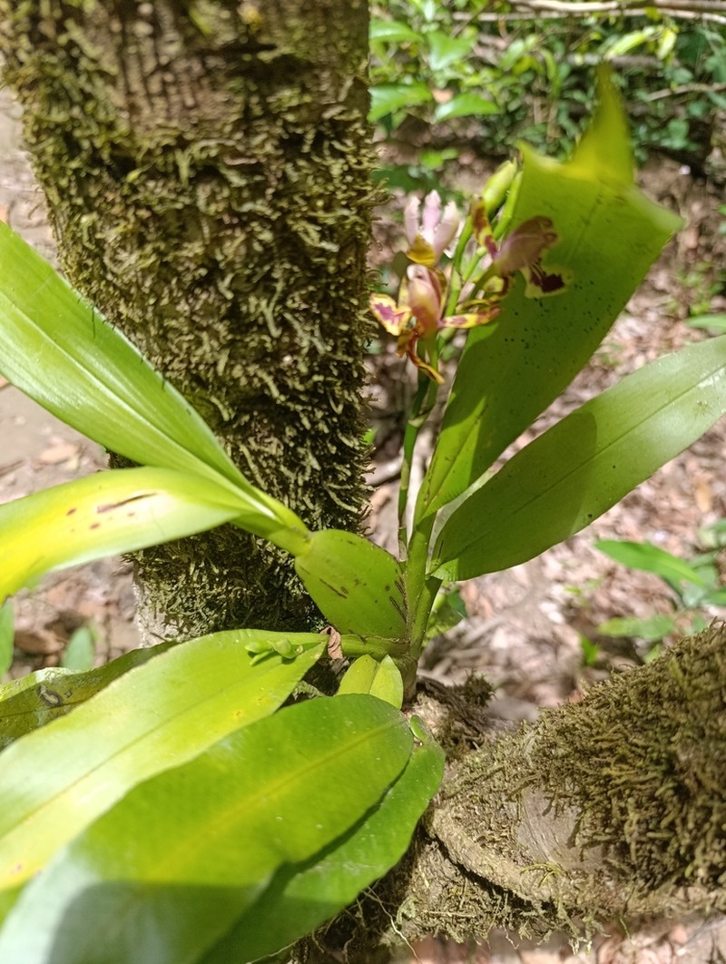Aspasia epidendroides photo 6