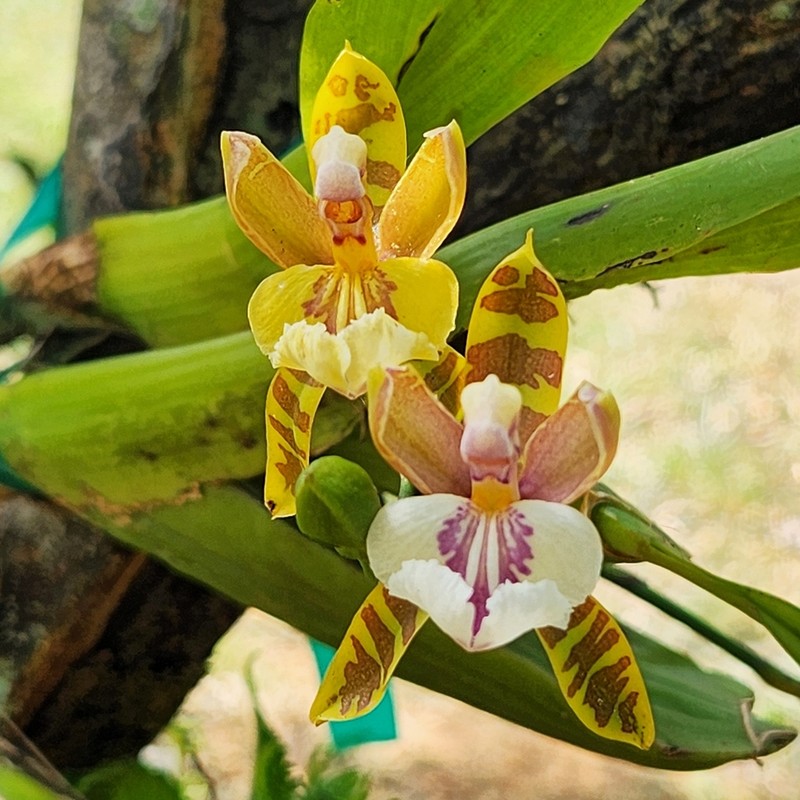 Aspasia epidendroides photo 7