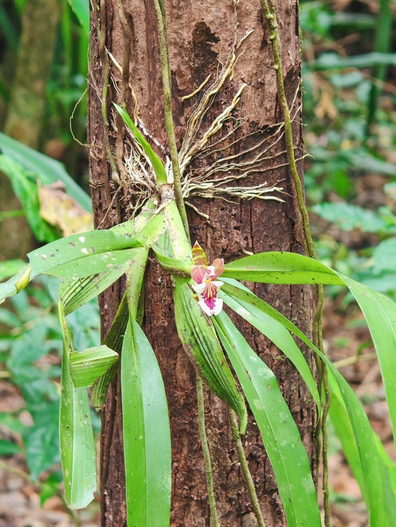 Aspasia epidendroides photo 8