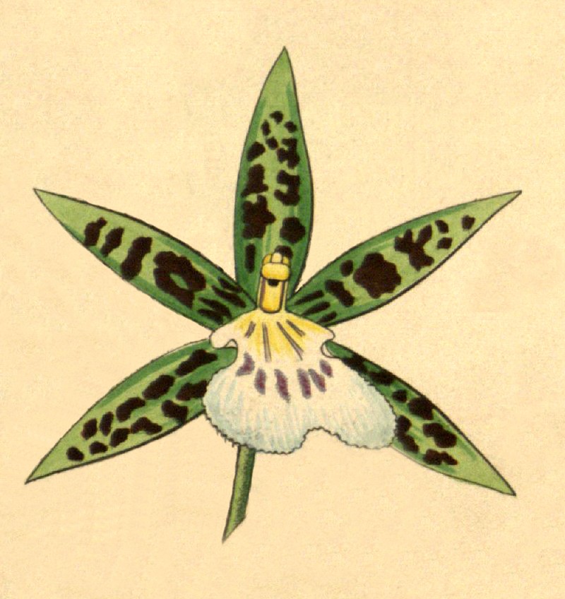 Aspasia lunata photo 2