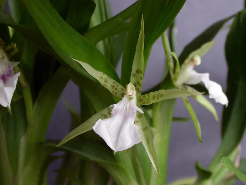 Aspasia lunata photo 3