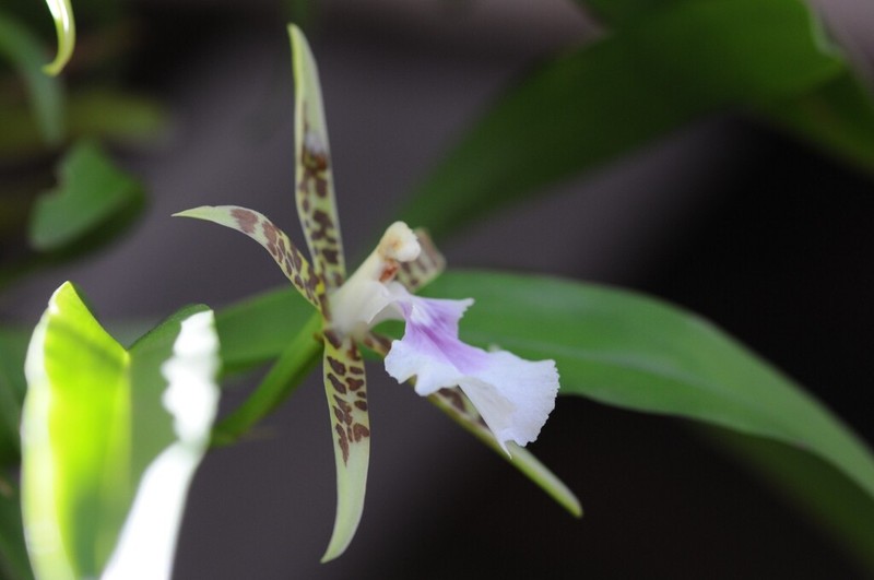 Aspasia lunata photo 4