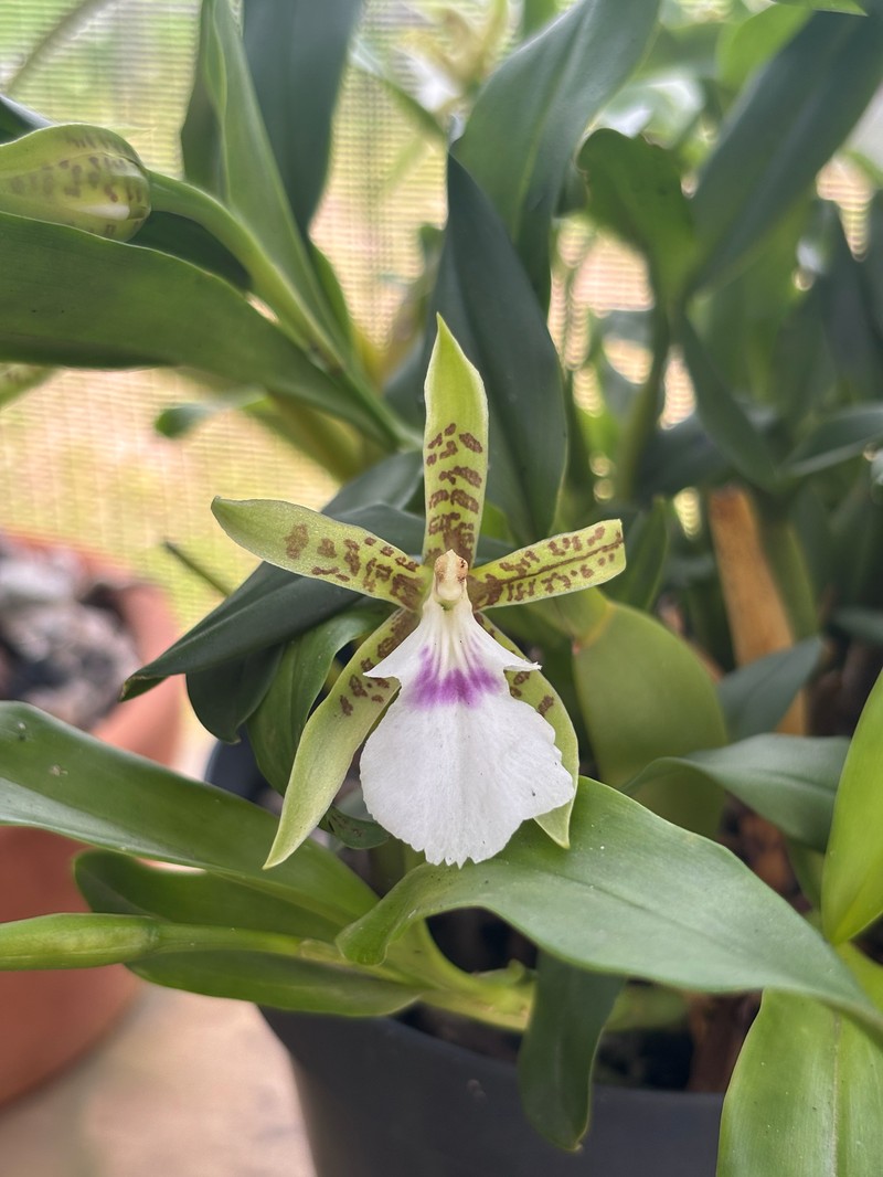 Aspasia lunata photo 6