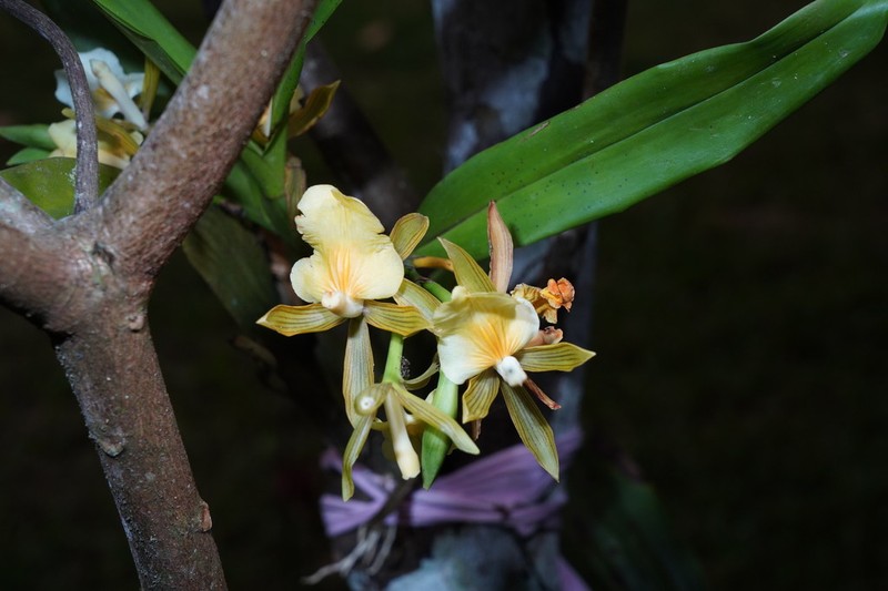 Aspasia principissa photo 2