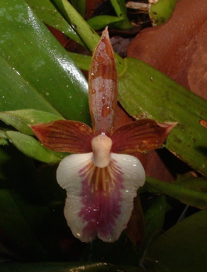 Aspasia principissa photo 3