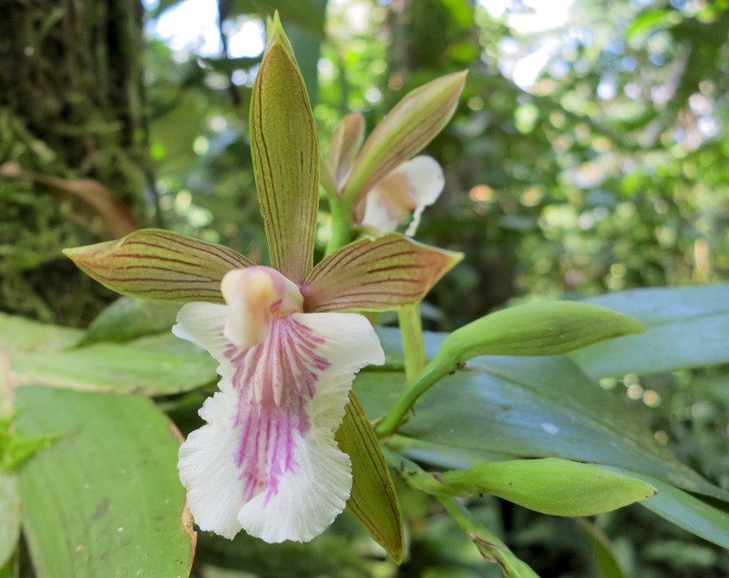 Aspasia principissa photo 5