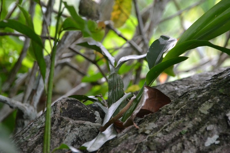 Aspasia principissa photo 6