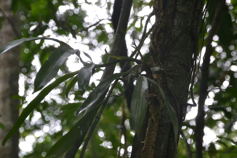 Aspasia principissa photo 7