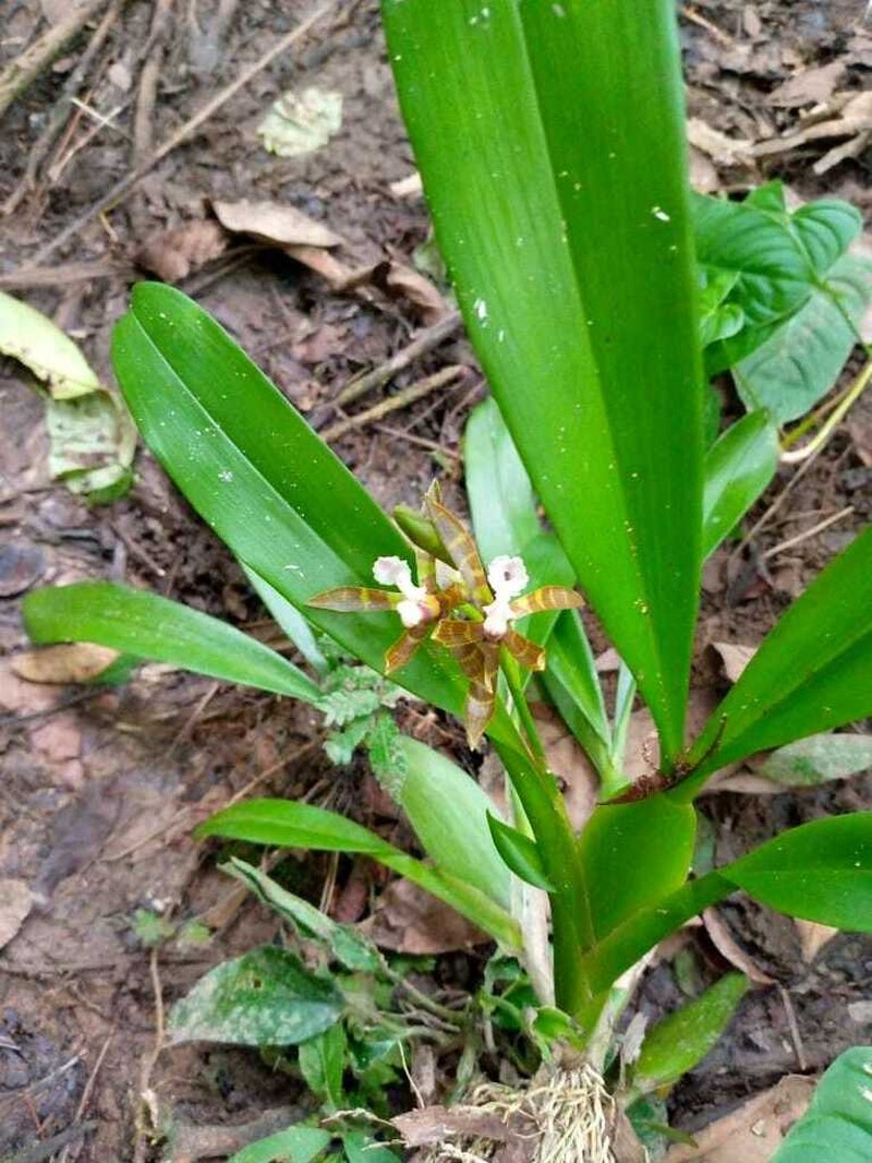 Aspasia psittacina photo 5