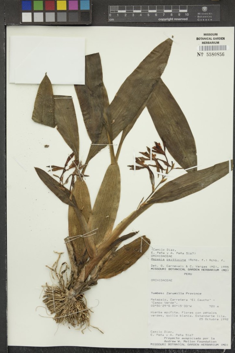 Aspasia psittacina photo 6