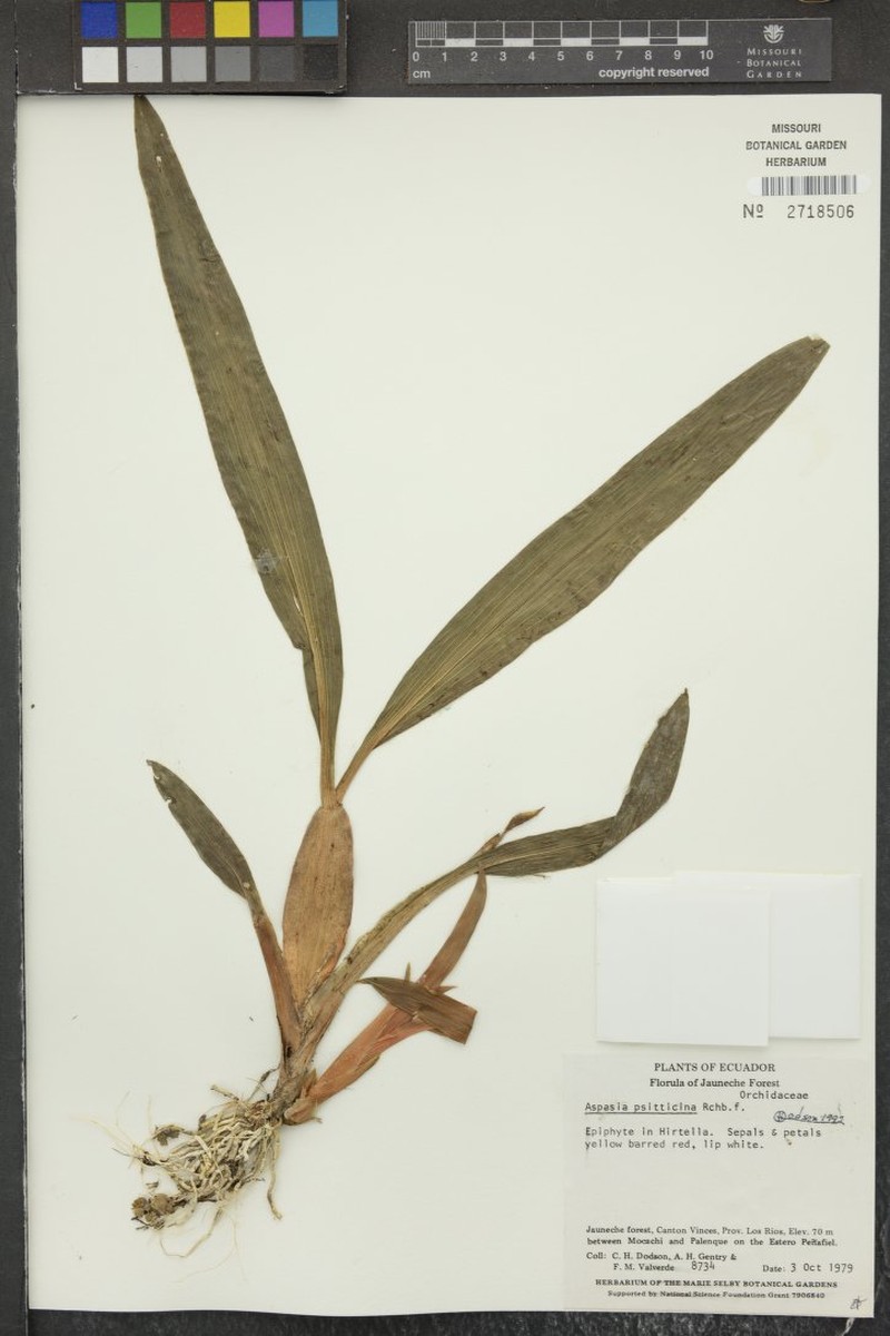 Aspasia psittacina photo 7