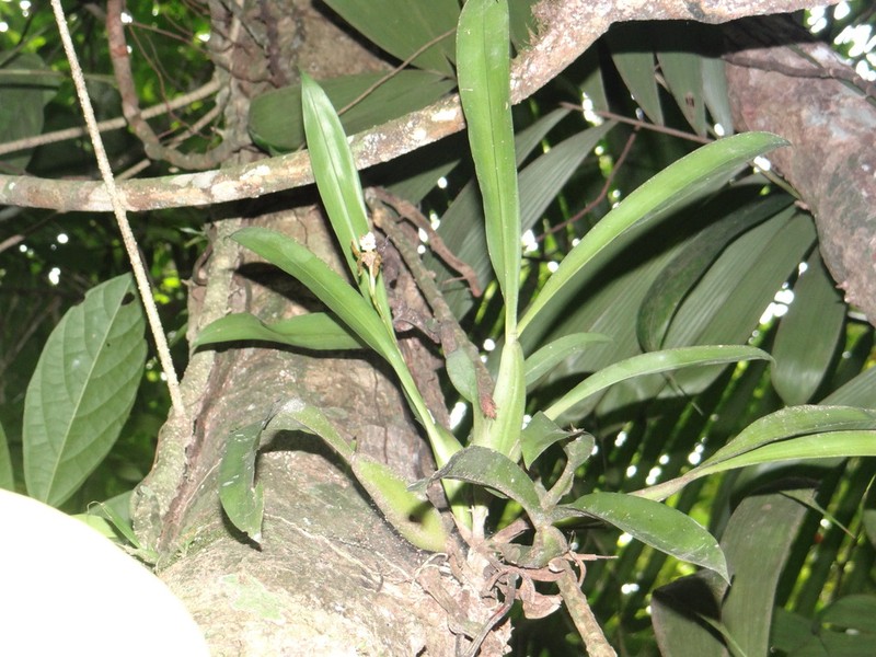 Aspasia psittacina