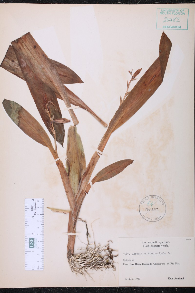 Aspasia psittacina photo 2