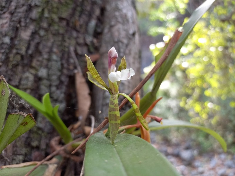 Aspasia psittacina photo 3