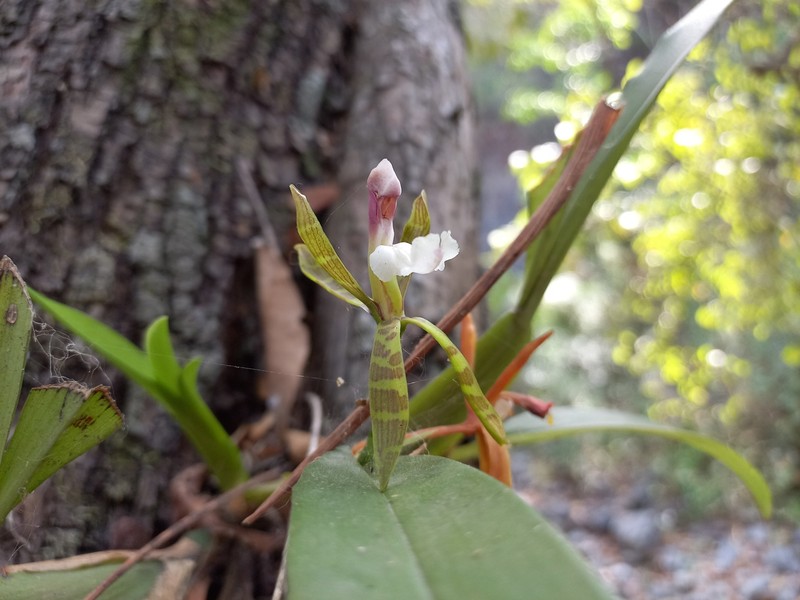 Aspasia psittacina photo 4