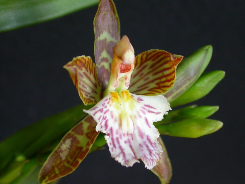 Aspasia variegata photo 2