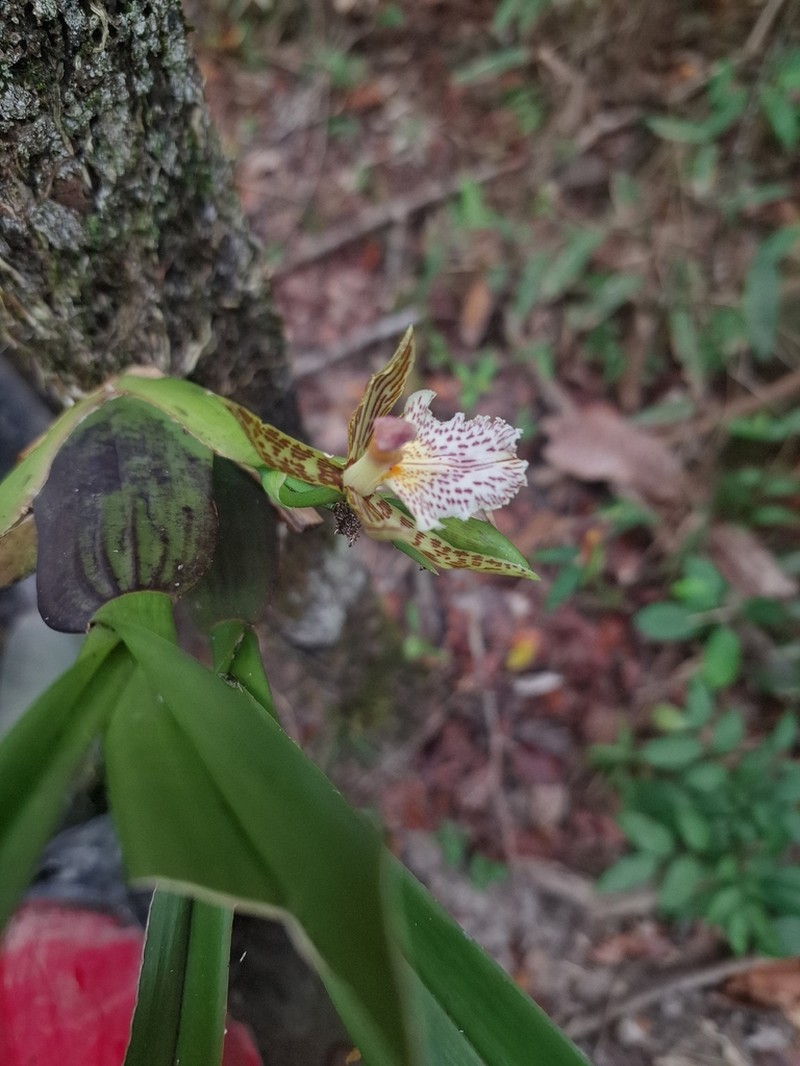 Aspasia variegata photo 3