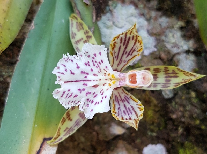 Aspasia variegata photo 4