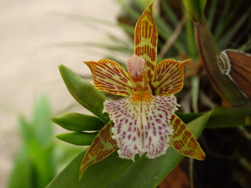 Aspasia variegata photo 5