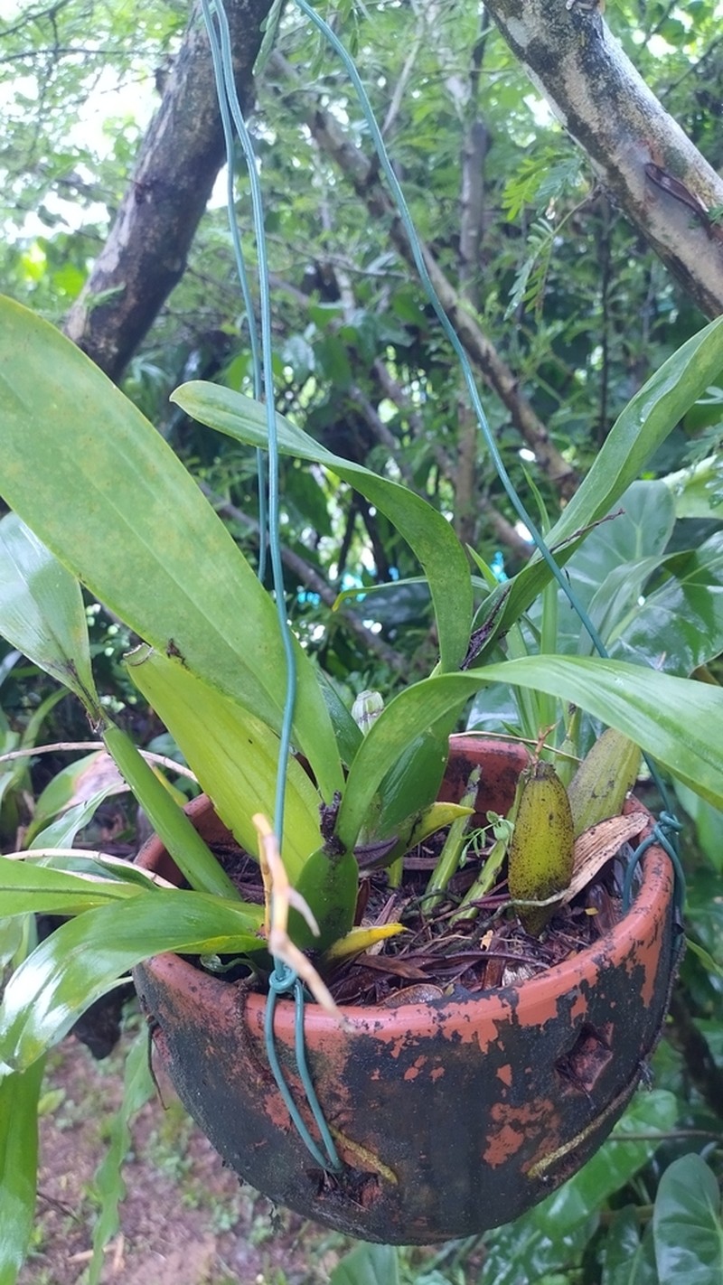Aspasia variegata photo 6