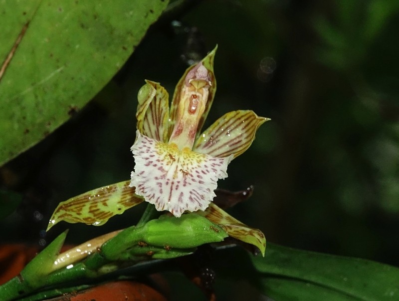 Aspasia variegata photo 7