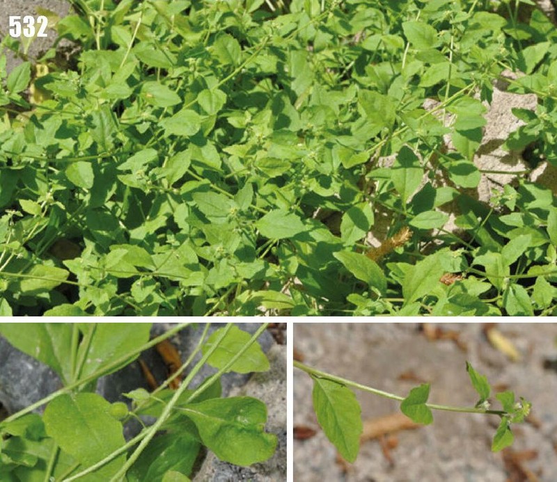 Asperuginoides axillaris