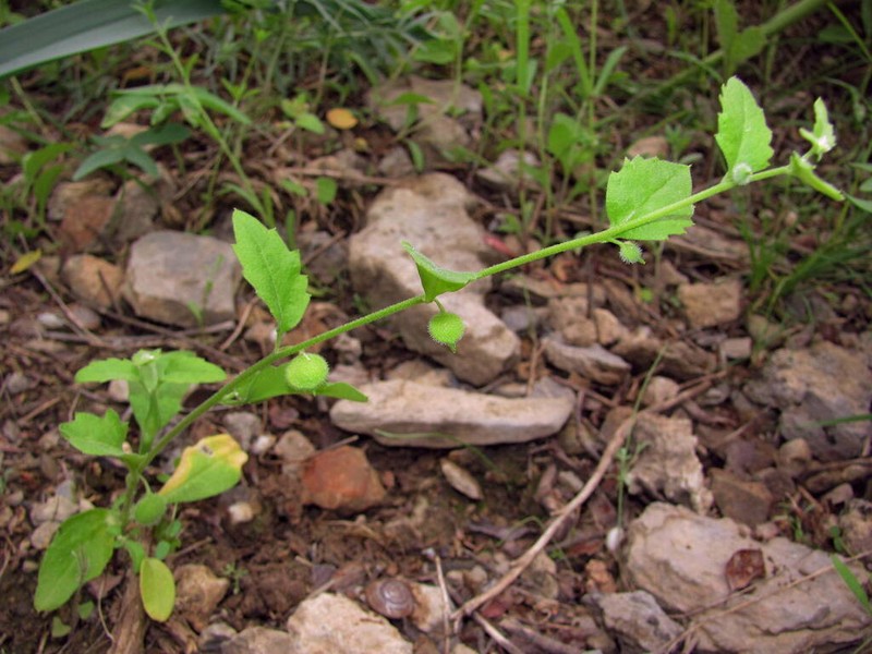 Asperuginoides axillaris photo 2