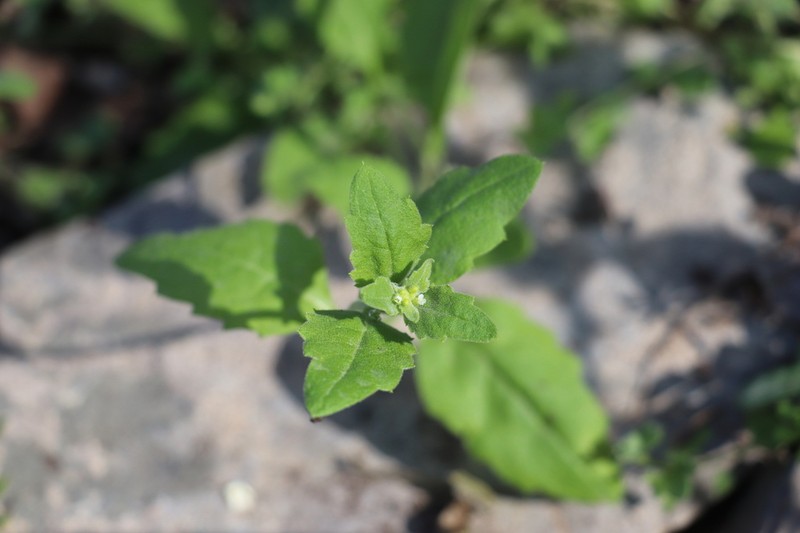 Asperuginoides axillaris photo 3
