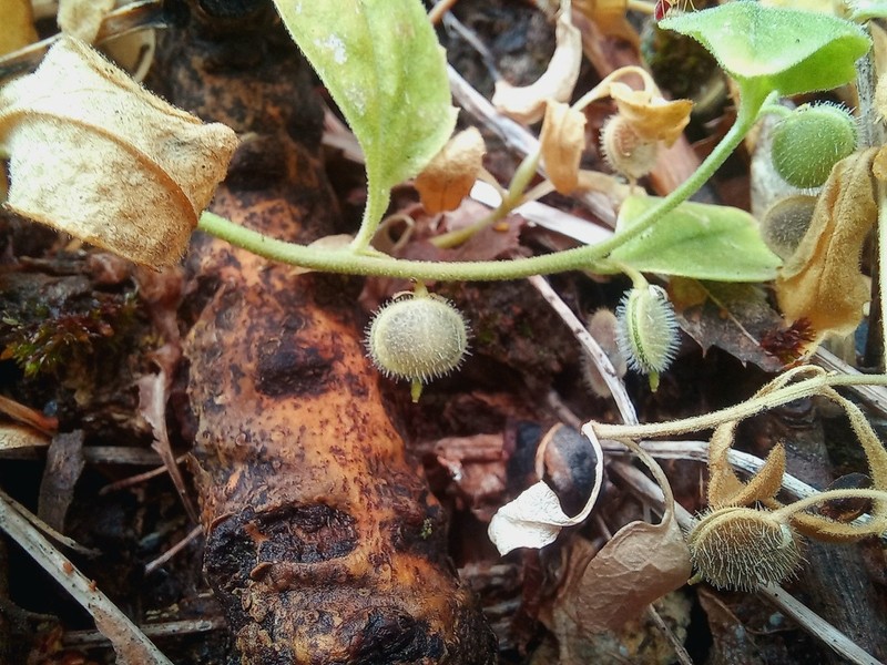 Asperuginoides axillaris photo 4