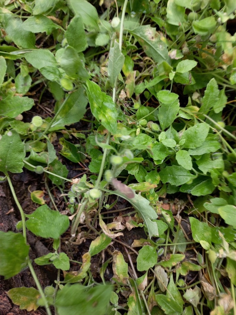 Asperuginoides axillaris photo 5