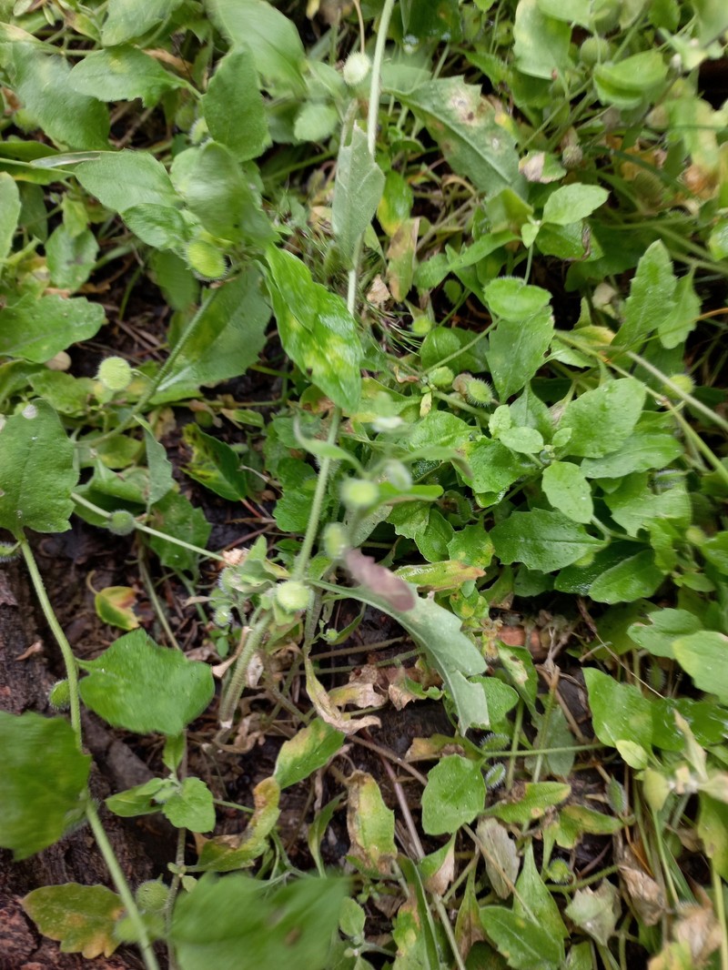 Asperuginoides axillaris photo 6