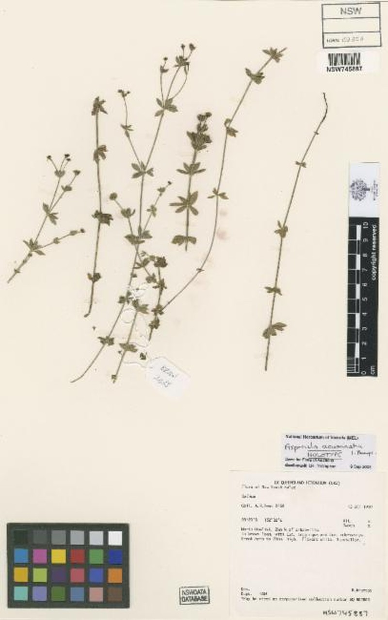 Asperula acuminata photo 2