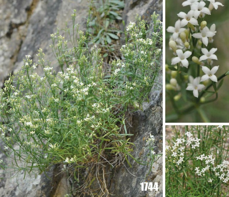 Asperula albiflora