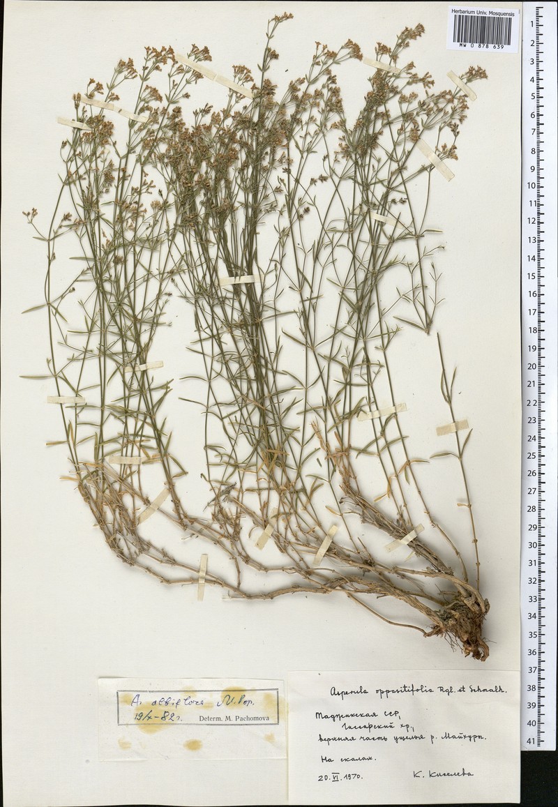 Asperula albiflora photo 2
