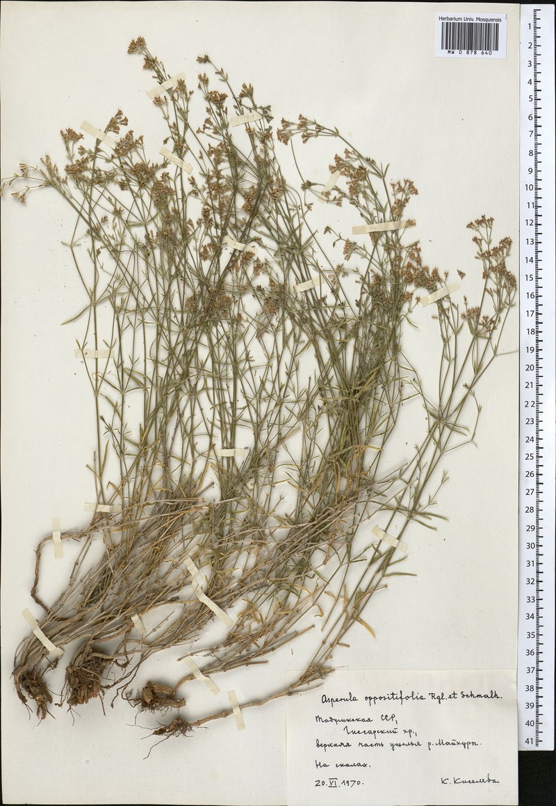 Asperula albiflora photo 3