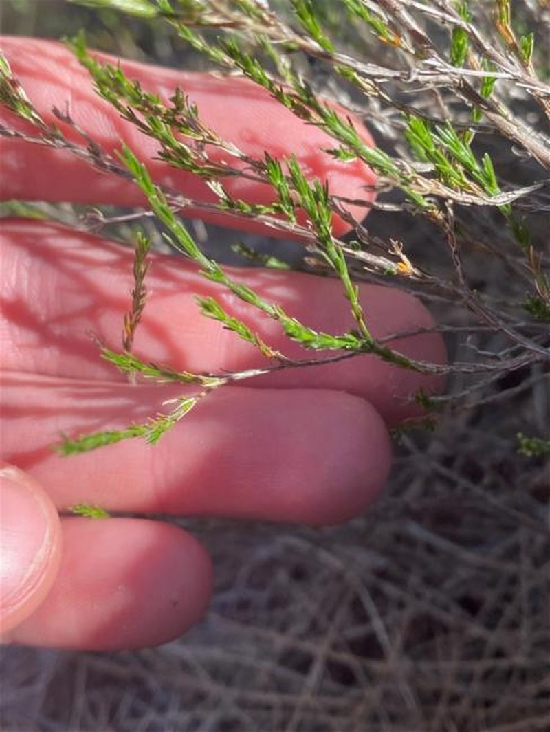 Asperula ambleia photo 2