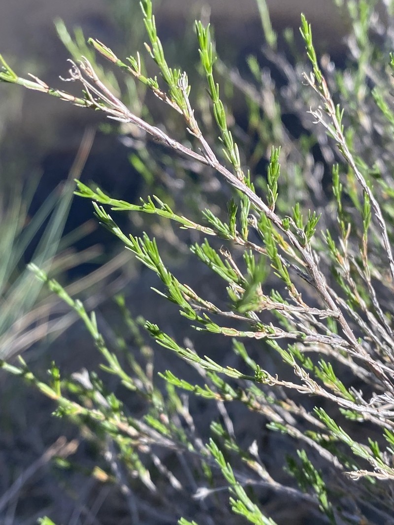 Asperula ambleia photo 4